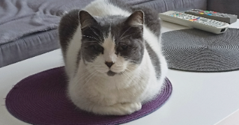 luna pet sitter à MAROLLES EN BRIE 94440_2