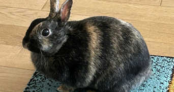 annabell pet sitter à BOIS COLOMBES 92270_0