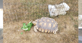 lucie pet sitter à MAYENNE 53100_3