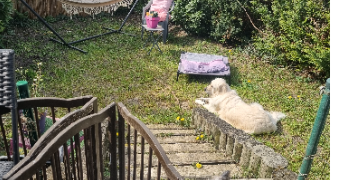 edwige dog sitter à MONTMAGNY 95360_2