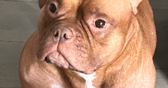 aline pet sitter à BRUNOY 91800_1