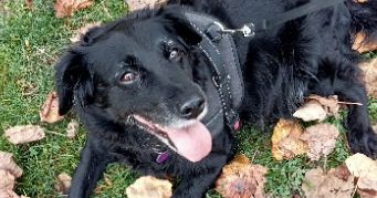 blandine pet sitter à MONETEAU 89470_3