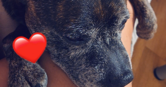 tiffany pet sitter à BEZU ST ELOI 27660_1