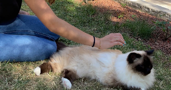 orline pet sitter à VEAUCHE 42340_3