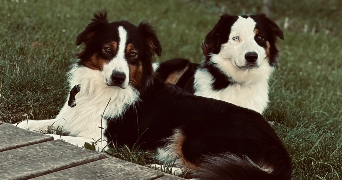 chloé  pet sitter à Aoste 38490_1