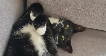 jeanne pet sitter à MONT ST AIGNAN 76130_5