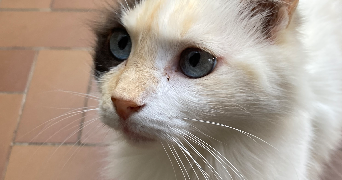 delneste pet sitter à TOULOUSE 31200_4