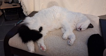 katérina pet sitter à ST CHAMAS 13250_1