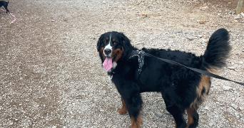 samantha pet sitter à MONTPELLIER 34070_1
