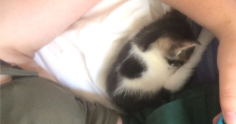 oriane pet sitter à ST MARTIN D HERES 38400_1