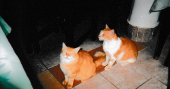 nadine pet sitter à Arcueil 94110_9