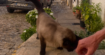 nina pet sitter à Domancy 74700_2