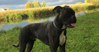 julien pet sitter à bischwihr 68320_5
