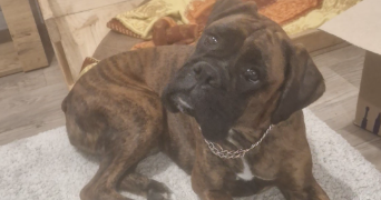 margaux pet sitter à ARSAC 33460_6