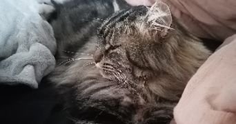 claire pet sitter à RIEUMES 31370_2