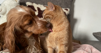 elfie pet sitter à ISSOUDUN 36100_3