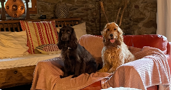 adrien pet sitter à MANSIGNE 72510_0