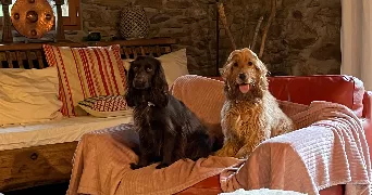 adrien pet sitter à MANSIGNE 72510