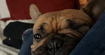 nathalie pet sitter à Saint nazaire 44600_2