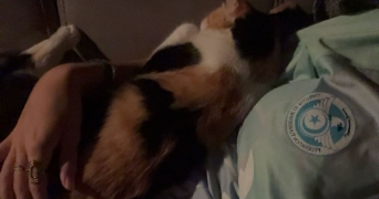 justine pet sitter à FONTENAY SOUS BOIS 94120_3