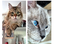 kina pet sitter à CHATOU 78400_3