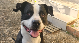 laurette pet sitter à PAU 64000_4