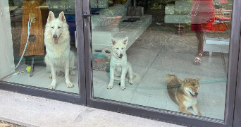 emmy dog sitter à ISSY LES MOULINEAUX 92130_5