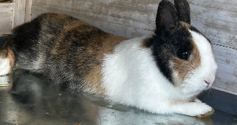 marie pet sitter à CISSAC MEDOC 33250_4