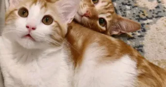 hattab pet sitter à MARSEILLE 01 13001