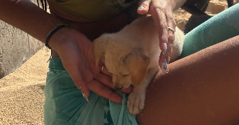 soa pet sitter à Paris 75007_1