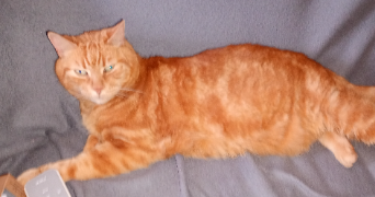 anne-sophie pet sitter à DORDIVES 45680_1