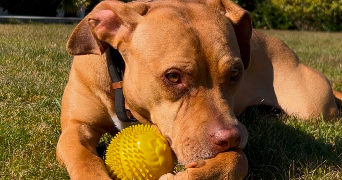 danton pet sitter à BORDEAUX 33000_4