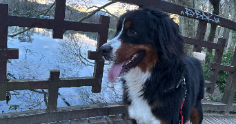 delphy pet sitter à VILLEURBANNE 69100_6