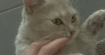 kélia pet sitter à AVIGNON 84000_1
