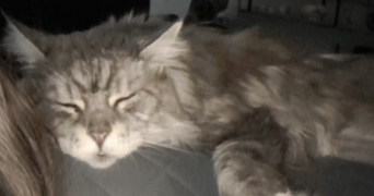 carole eve pet sitter à BARR 67140_8