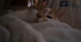 valentin pet sitter à PARIS 13 75013_5