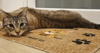 alicia pet sitter à MORSCHWILLER LE BAS 68790_2