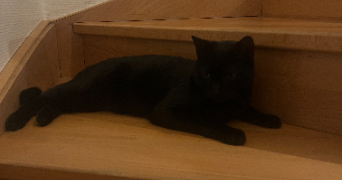 léa pet sitter à MORTEAU 25500_2