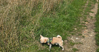 sarah pet sitter à LE PLESSIS TREVISE 94420_4