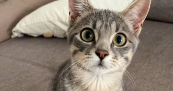 ines pet sitter à MURET 31600_0