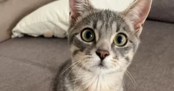 ines pet sitter à MURET 31600