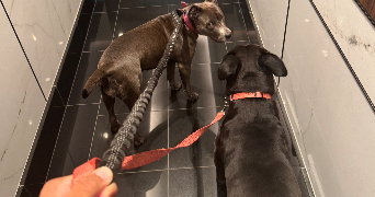 loan pet sitter à ST OUEN SUR SEINE 93400_3