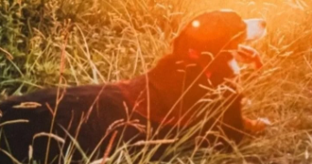 héléna pet sitter à LE TEILLEUL 50640_2