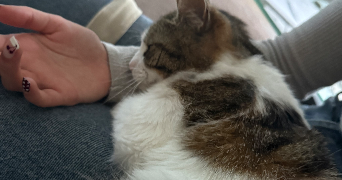 zoé pet sitter à LA GAUDE 06610_1