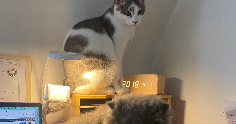 agnes cat sitter à MAISONS ALFORT 94700_2