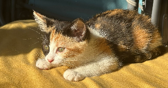 marion pet sitter à AMIENS 80090_4
