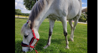 paysant pet sitter à ANGERS 49000_3