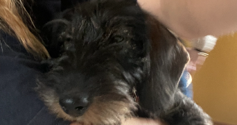 douin pet sitter à LORIENT 56100_3