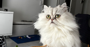 candice pet sitter à EYSINES 33320_5