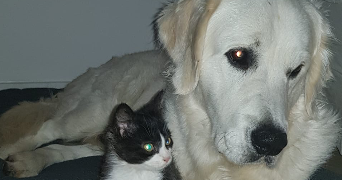 enola pet sitter à ST PRIEST 69800_2